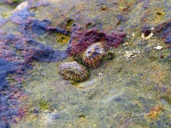 Siphonaria laciniosa