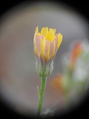 Hypochaeris achyrophorus