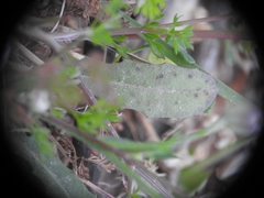 Hypochaeris achyrophorus