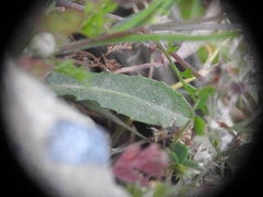 Hypochaeris achyrophorus