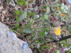 Hypochaeris achyrophorus