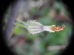Hypochaeris achyrophorus