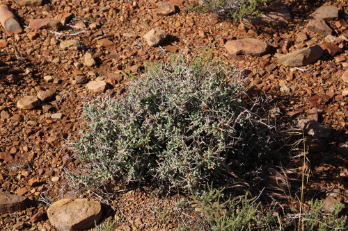 Image of Ruschia intricata by (c) Tony Rebelo, some rights reserved (CC BY-SA)