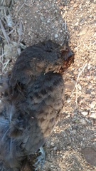 Galloperdix lunulata