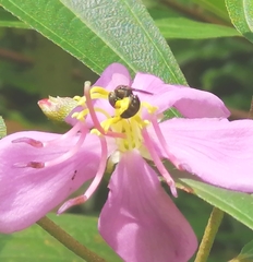 Ceratina unimaculata