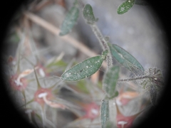 Fumana arabica