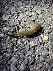 Ambystoma talpoideum