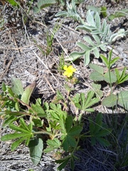 Potentilla humifusa