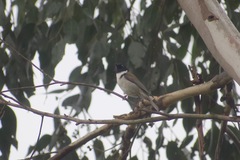 Melithreptus affinis