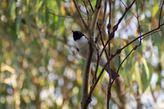 Melithreptus affinis