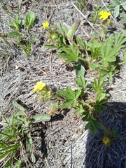 Potentilla humifusa
