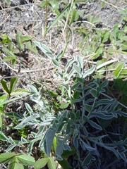 Psephellus sibiricus