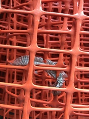 Elgaria multicarinata