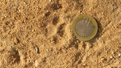 Prionailurus rubiginosus