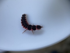 Microphotus angustus