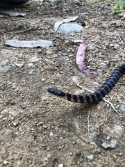 Erythrolamprus epinephalus pseudocobella