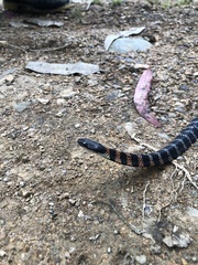 Erythrolamprus epinephalus pseudocobella