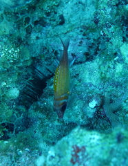 Neoniphon marianus