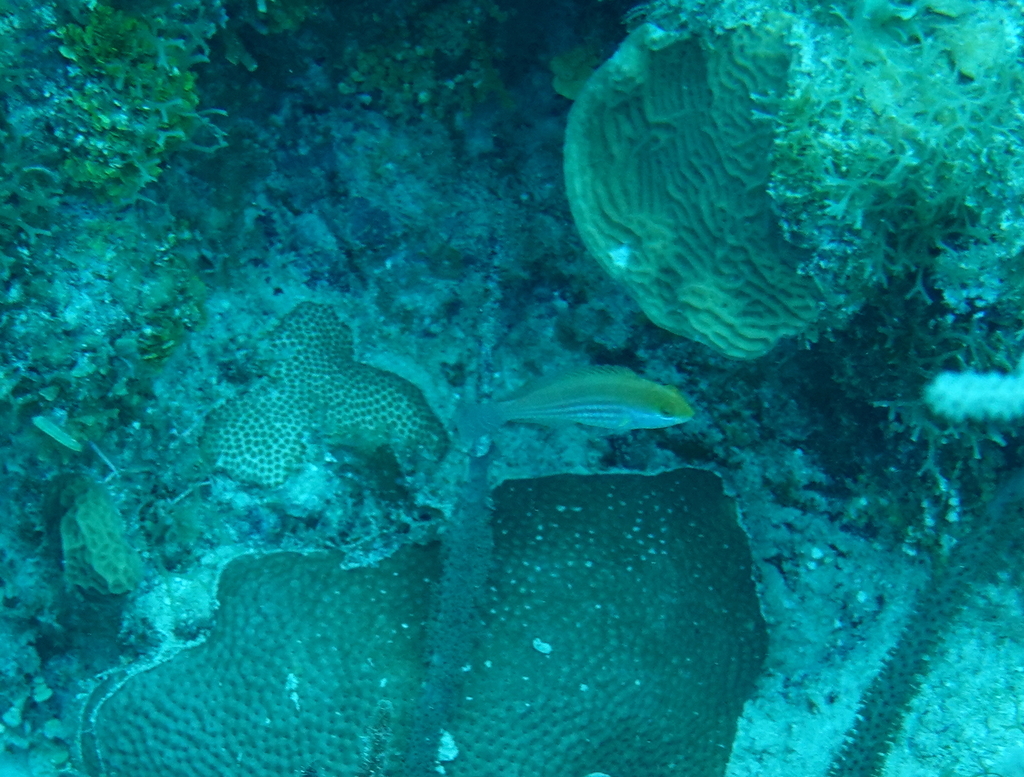 Photo of Atomium Parrotfish (Sparisoma atomarium)