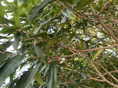 Nestegis cunninghamii