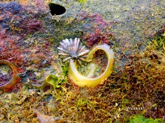 Siphonaria laciniosa