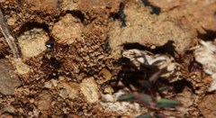 Crematogaster melanogaster