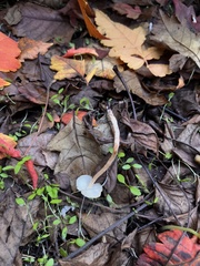 Lepiota