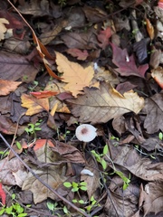 Lepiota