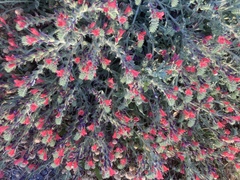 Echium angustifolium