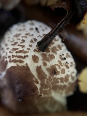 Lepiota