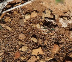 Crematogaster melanogaster