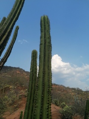 Myrtillocactus schenckii