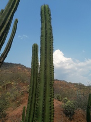 Myrtillocactus schenckii