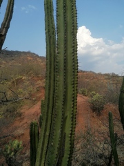 Myrtillocactus schenckii