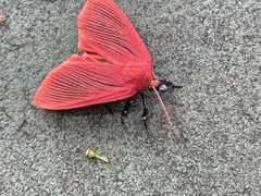 Arctioblepsis rubida