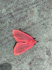 Arctioblepsis rubida