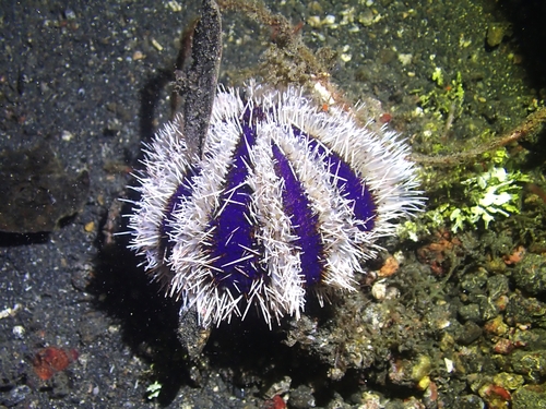 Collector Urchin, photo 3 of 10