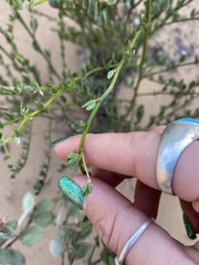 Acmispon glaber glaber