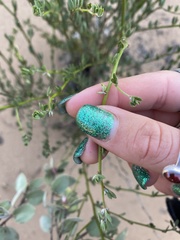 Acmispon glaber glaber