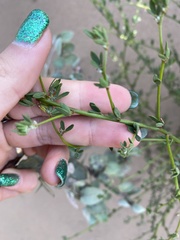 Acmispon glaber glaber