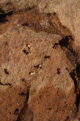 Crematogaster melanogaster