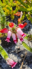 Erica gysbertii