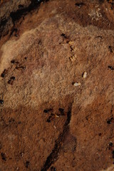 Crematogaster melanogaster