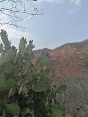 Opuntia pilifera