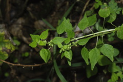 Parietaria debilis