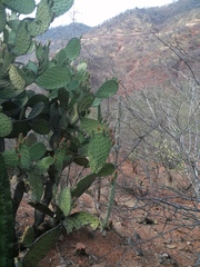Opuntia pilifera