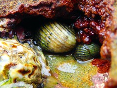 Nerita costata