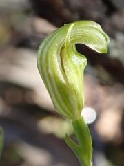 Pterostylis parviflora