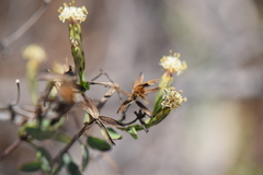 Porophyllum punctatum