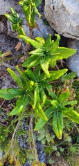 Hermas villosa